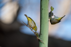 Zosterops simplex simplex