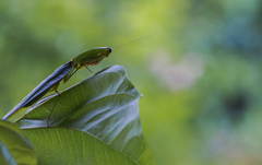 Choeradodis rhomboidea