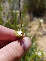 Phylica fruticosa