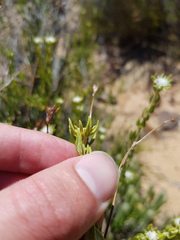Phylica fruticosa
