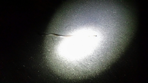 Tiger Snake sighting