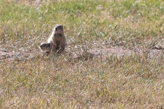 Wyoming Ground Squirrel from 2515 Tunnel Rd, Estes Park, CO 80511, USA ...