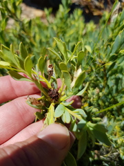 Leucadendron glaberrimum glaberrimum