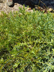 Leucadendron glaberrimum glaberrimum