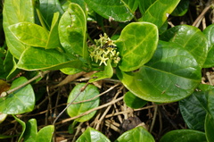 Parsonsia alboflavescens