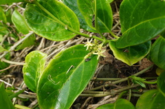 Parsonsia alboflavescens