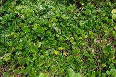 Parsonsia alboflavescens