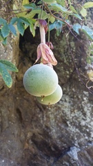 Passiflora pinnatistipula