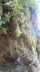 Passiflora pinnatistipula