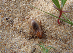 Harpalus flavescens