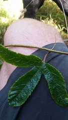 Passiflora pinnatistipula