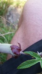 Passiflora pinnatistipula