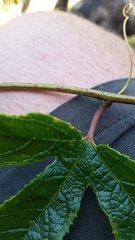 Passiflora pinnatistipula