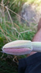 Passiflora pinnatistipula