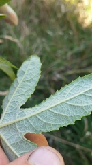Passiflora pinnatistipula