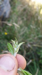 Passiflora pinnatistipula
