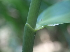 Flagellaria indica image