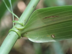 Flagellaria indica image