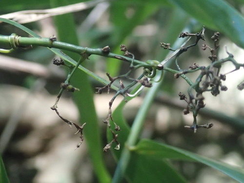 Flagellaria indica image