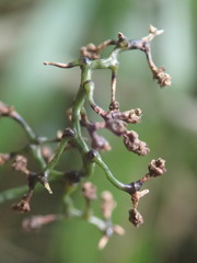 Flagellaria indica image