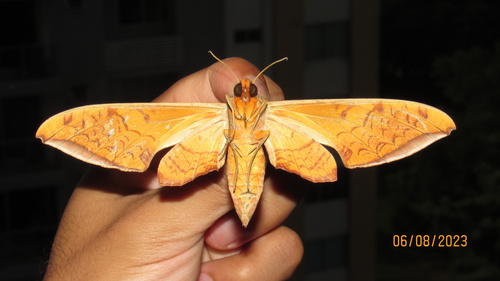Streaked Sphinx