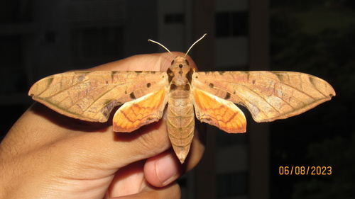 Streaked Sphinx