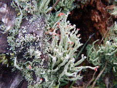 Cladonia transcendens