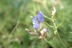 Oxytropis kusnetzovii
