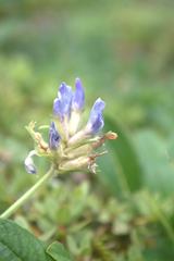 Oxytropis kusnetzovii