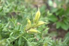 Oxytropis kusnetzovii