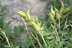 Oxytropis kusnetzovii