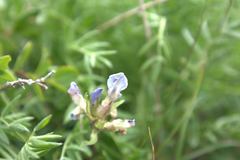 Oxytropis kusnetzovii