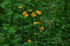 Trollius ledebourii
