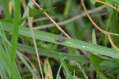 Nithecus jacobaeae