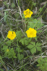 Trollius riederianus