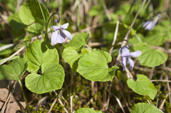Viola epipsiloides