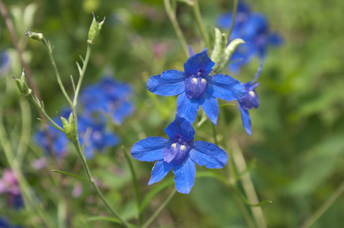 Siberian larkspur