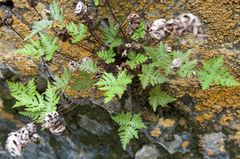 Aleuritopteris argentea