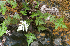 Aleuritopteris argentea