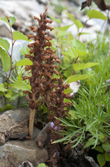 Orobanche coerulescens