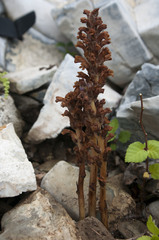 Orobanche coerulescens