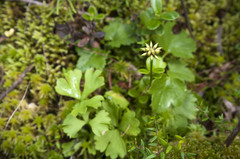 Ranunculus lapponicus