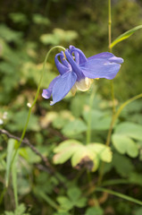 Aquilegia amurensis