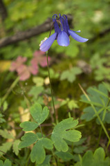 Aquilegia amurensis
