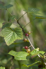 Ribes pauciflorum