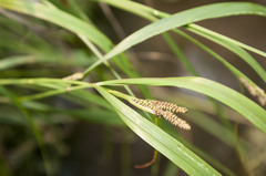 Carex eleusinoides