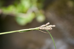Carex eleusinoides