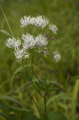 Thalictrum aquilegiifolium sibiricum