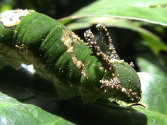 Charaxes