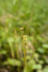 Carex loliacea